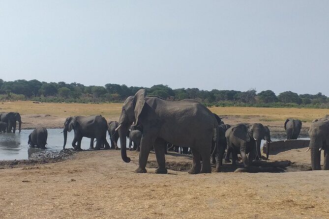 Hwange National Park Full Day Trip - Why This Tour Stands Out