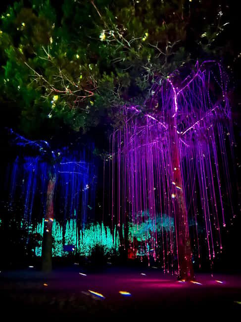 IBIZA: Astro Magic Lights at Bibo Park - What to Expect from the Tour: In Detail
