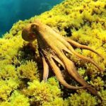 Ibiza: Snorkeling and SUP Paddle, Beach and Cave Tour - The Authentic Experience from Traveler Reviews