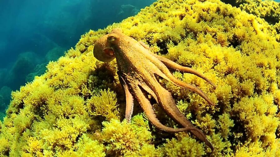 Ibiza: Snorkeling and SUP Paddle, Beach and Cave Tour - The Authentic Experience from Traveler Reviews