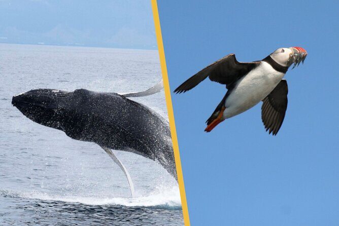 Iceland Super Saver: Puffin Cruise plus Whale-Watching Tour from Reykjavik - Authentic Experiences from Travelers