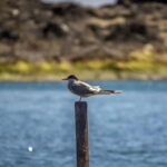 Ilhéu de Vila Franca: Inside Guided Natural Reserve Geo Tour - The Practical Details