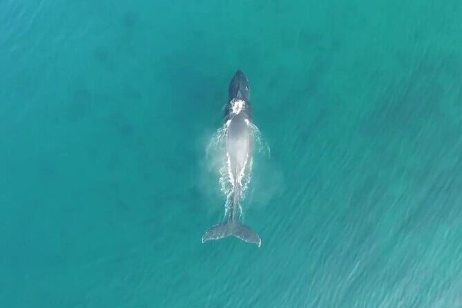 'Imiloa Express Whale Watch and Cocktail Tour - Why This Tour Works Well