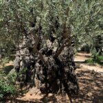 In The Footsteps of Jesus Day Tour - Dguide Self Guiding App - Final Thoughts