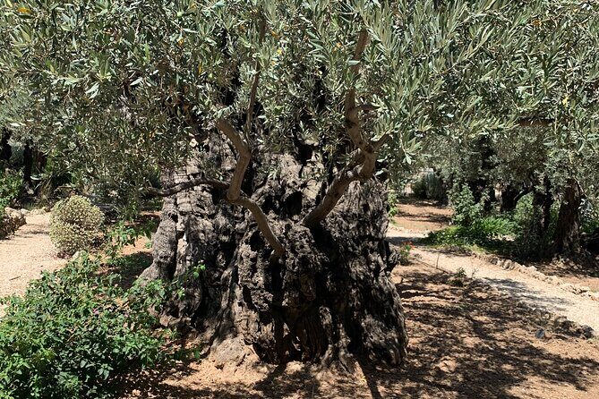 In The Footsteps of Jesus Day Tour - Dguide Self Guiding App - Final Thoughts