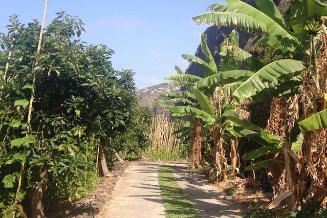 Incredible tour to a 'Faja' with a story - The Value of the Tour
