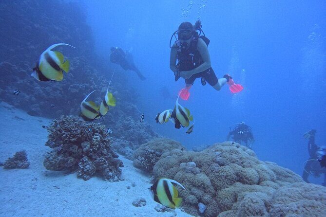 Intro Diving Beginner and Discover Red Sea Underwater - FAQ