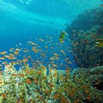 Intro Scuba Diving - Authentic Insights from Reviewers