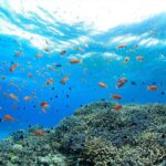 Intro Scuba Diving 2 Stops Trip with Transfers & Lunch - Hurghada - Who Is This Tour Best For?
