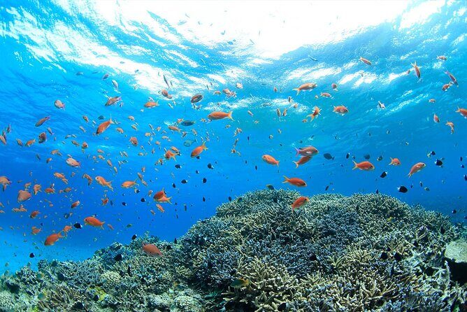 Intro Scuba Diving 2 Stops Trip with Transfers & Lunch - Hurghada - Who Is This Tour Best For?