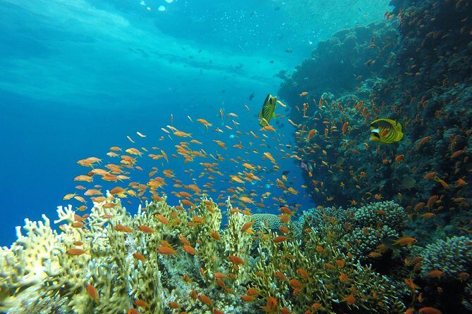 Intro Scuba Diving - Authentic Insights from Reviewers