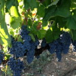 Irpinia Wine Tasting Experience - Final Thoughts