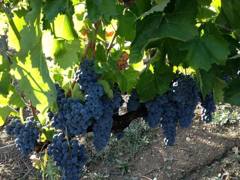 Irpinia Wine Tasting Experience - Final Thoughts