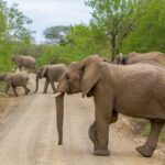 iSimangaliso Sunset Game Drive - Additional Details and Practical Tips