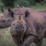 iSimangaliso Wetland Park, Full Day Tour - A Detailed Look at the iSimangaliso Wetland Park Full-Day Tour