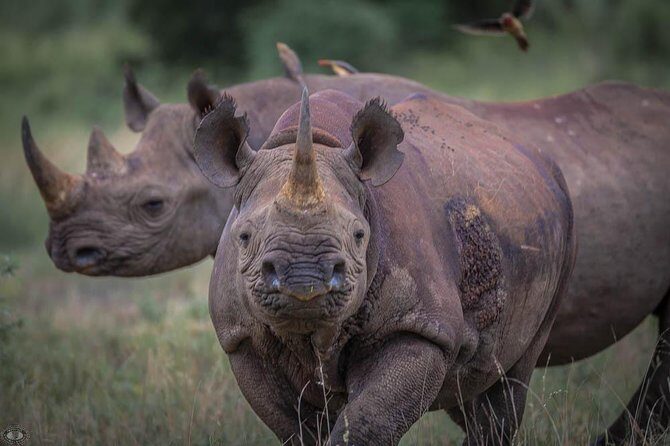iSimangaliso Wetland Park, Full Day Tour - A Detailed Look at the iSimangaliso Wetland Park Full-Day Tour