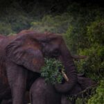 iSimangaliso Wetland Park, Night Drive Safari - Who Should Book This Safari?