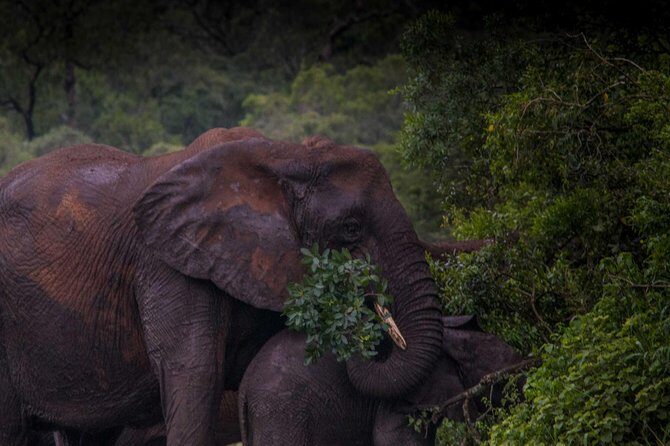 iSimangaliso Wetland Park, Night Drive Safari - Who Should Book This Safari?