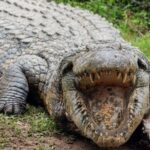 Isithumba Village and Phezulu safari Park Tour - Authentic Guides Make All the Difference