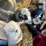 Ivalo: Private Farm Visit & Husky Experience - Who Should Consider This Experience?