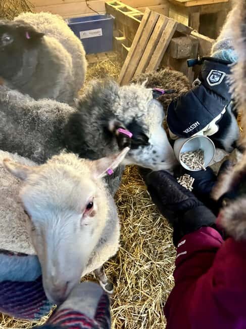 Ivalo: Private Farm Visit & Husky Experience - Who Should Consider This Experience?