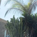 Jávea: 19/09 - Yoga & Brunch with Coffee/Tea, Juice & Cava - The Yoga Session: Refreshing and Inclusive