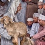 Jebel Akhdar - Muscat, Oman - Who Should Book This Tour?