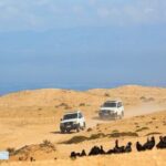 Jeep 4x4 Safari Desert Dunes & Atlantic Ocean with Berber Lunch - Who Will Love This Tour?