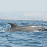 Jeep Safari & Benagil Boat Tour - The Coastal Boat Ride: Sea, Caves, and Dolphins