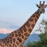 Johannesburg: Private Pilanesberg Park Game Drive Full Day Tour - Who Would Love This Tour?