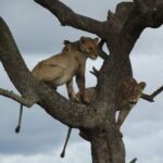 Joining Safari from Mwanza - Accommodations and Meals
