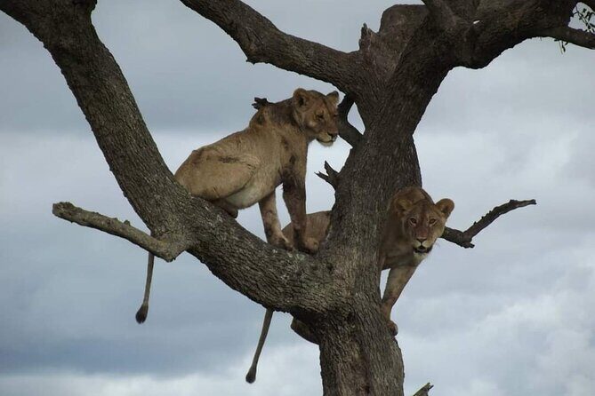 Joining Safari from Mwanza - Accommodations and Meals