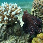 Journey of Diving or Snorkelling from a Boat - Authentic Insights from Past Participants