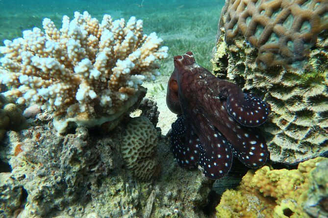 Journey of Diving or Snorkelling from a Boat - Authentic Insights from Past Participants