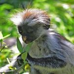 Jozani Forest Reserve Half-Day Guided Tour from Zanzibar - What to Expect on the Tour