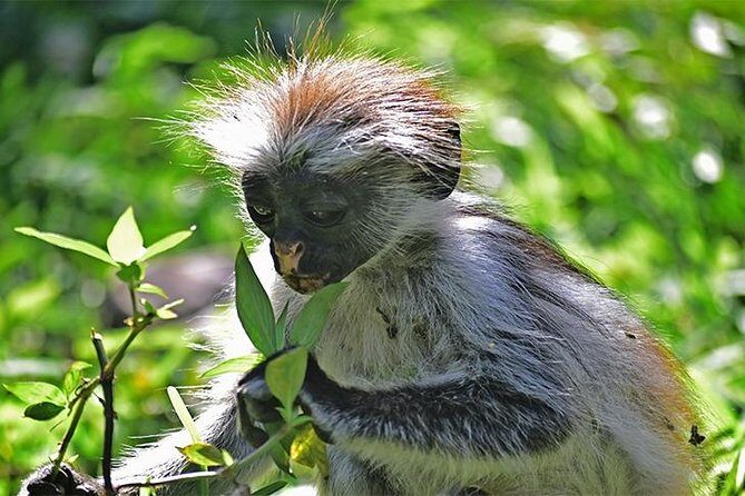 Jozani Forest Reserve Half-Day Guided Tour from Zanzibar - What to Expect on the Tour