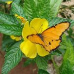 Jozani forest tour + Spice Tour - Transition to the Spice Farm