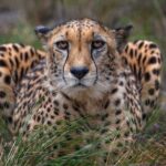 Jukani Wildlife Sanctuary Admission with Guided Tour - FAQ