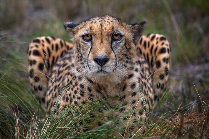 Jukani Wildlife Sanctuary Admission with Guided Tour - FAQ