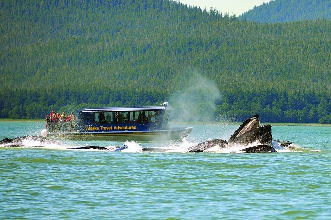 Juneau Whale Watching Adventure - Who Will Love This Tour?