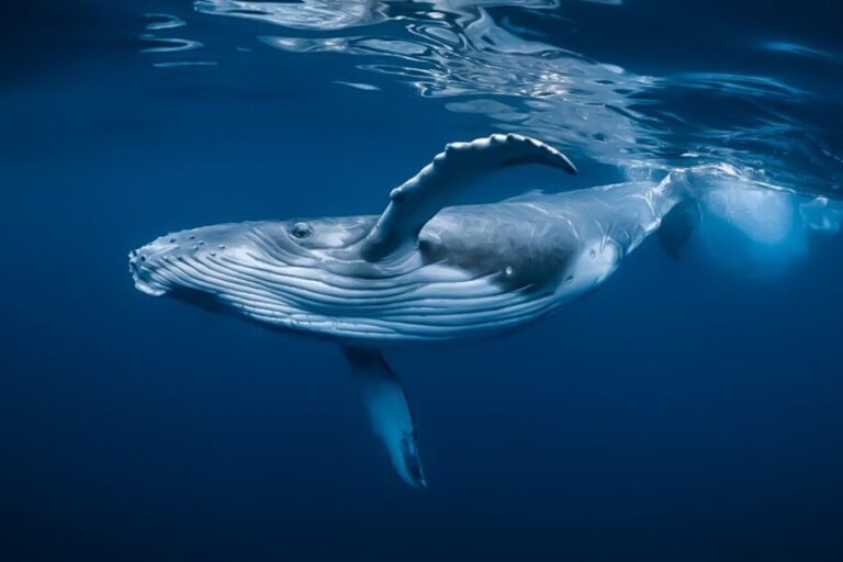 Kalaoa: Big Island & Kona Midday Whale Watching Tour - What to Expect from the Kona Whale Watching Tour
