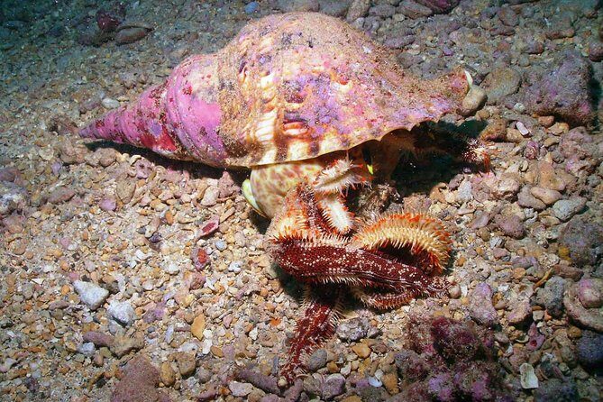 Kauai's Ultimate South Shore 2 Tank Dive (Certified Divers Only) - The Location & Setting: Hanakaape Bay