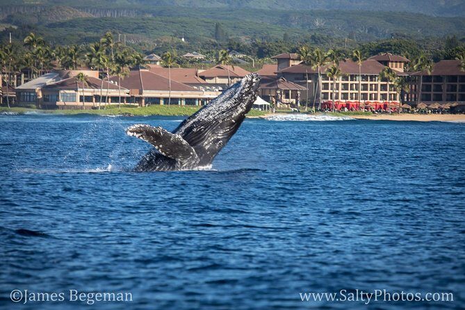 Kauai's Ultimate South Side Whale & Dolphin Zodiac Boat Adventure - The Human Element: Guides and Crew
