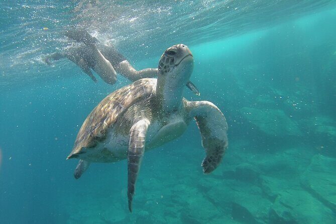 Kayak Route along the Volcanic Coast in Tenerife South with Snorkeling - Who Should Book This Tour?