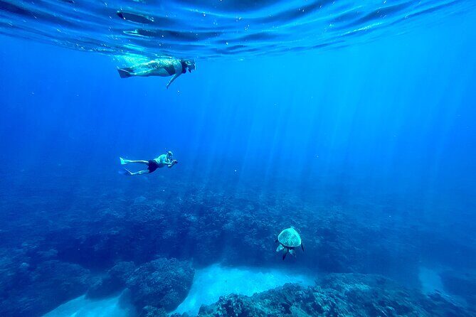 Kayak, Whale Watch, and Snorkel With Optional Photo and Video - Practical Aspects: What You Need to Know