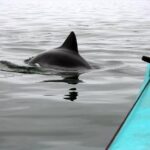 Kayaking and Sandwich Habour Guided Day Tour from Walvis Bay - What We Love and What to Consider