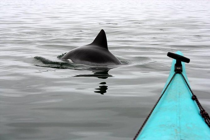 Kayaking and Sandwich Habour Guided Day Tour from Walvis Bay - What We Love and What to Consider