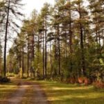 Kemi-Tornio: Husky Farm Visit with Hotel Pickup - summer - Practical Details and Considerations