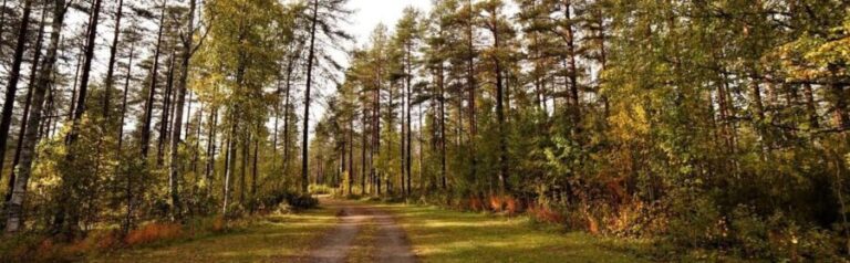 Kemi-Tornio: Husky Farm Visit with Hotel Pickup - summer - Practical Details and Considerations