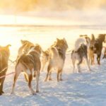 Kemijärvi: Insider 10 km Self-Drive Husky Sledding Adventure - The Practical Side
